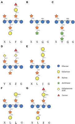 Xyloglucan Biosynthesis: From Genes to Proteins and Their Functions